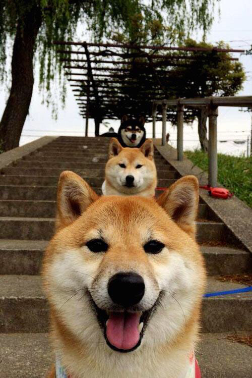 随机足球智慧赛事平台实现一站式赛事管理，足球知识网络竞赛app