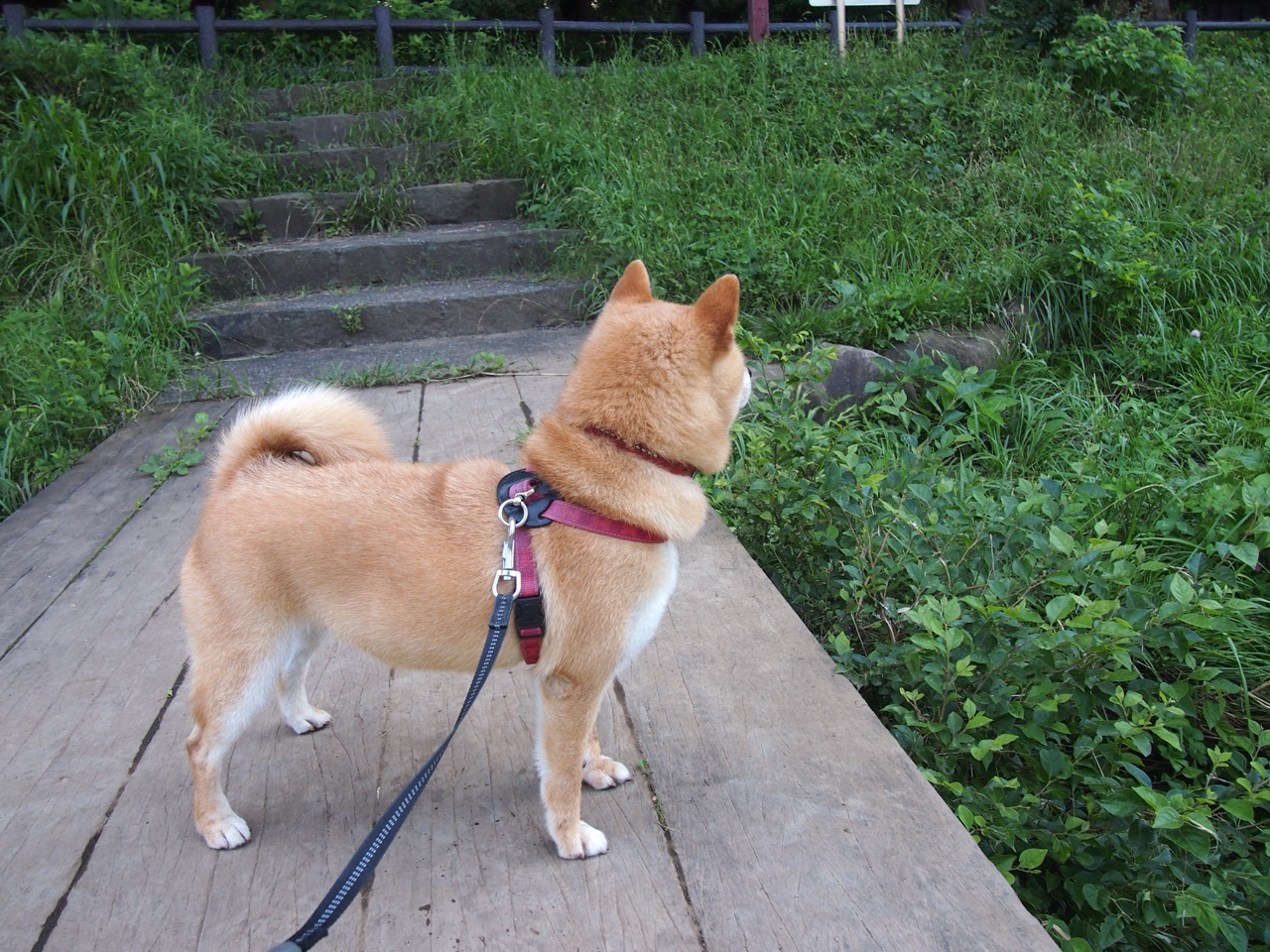 随机青少年足球杯：未来之星的闪耀舞台，2021年青少年足球联赛