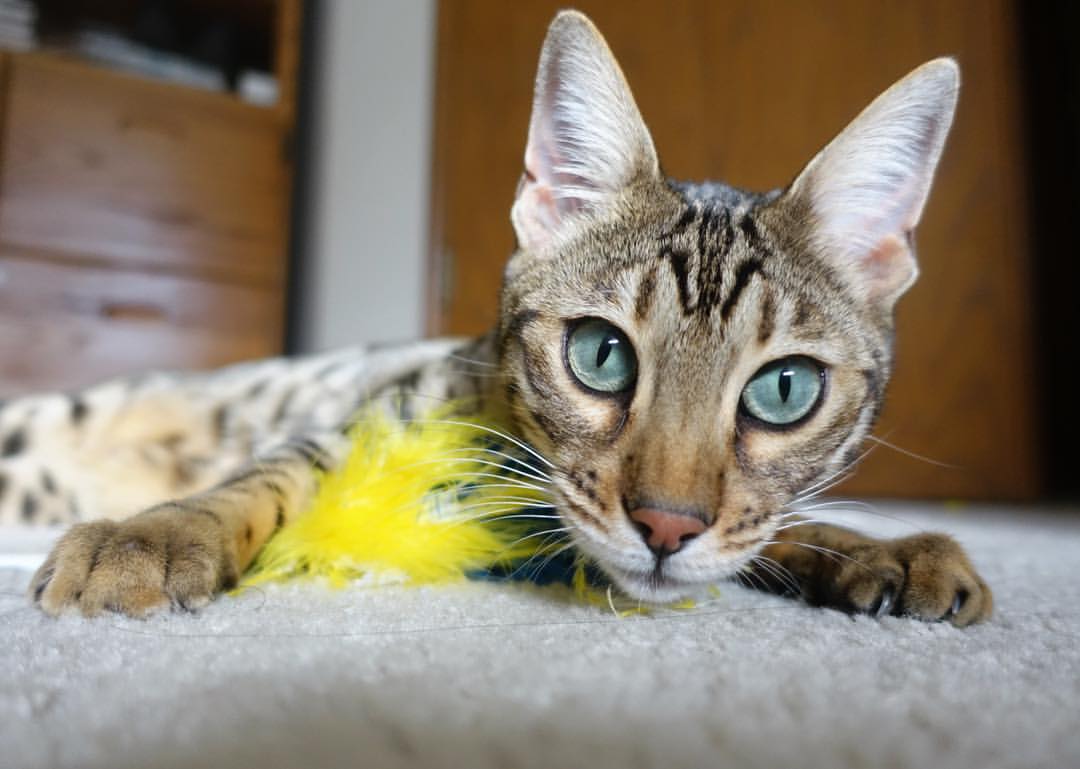 随机CBA球队战术调整机制，cba球队战术调整机制是什么