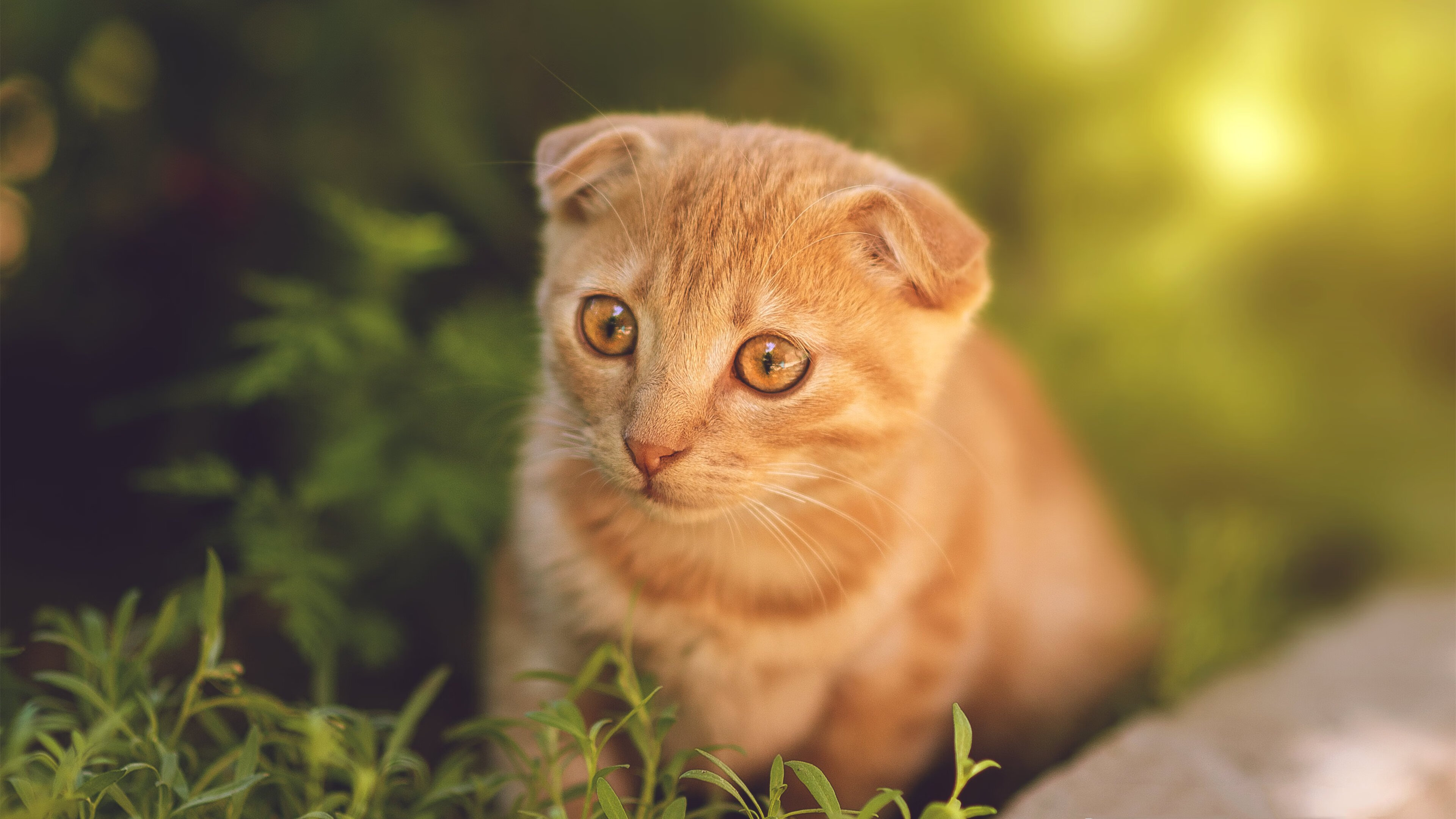 一支球队通过一场胜利向联赛冠军发起冲击,一支球队一共比赛了30场,输了12场