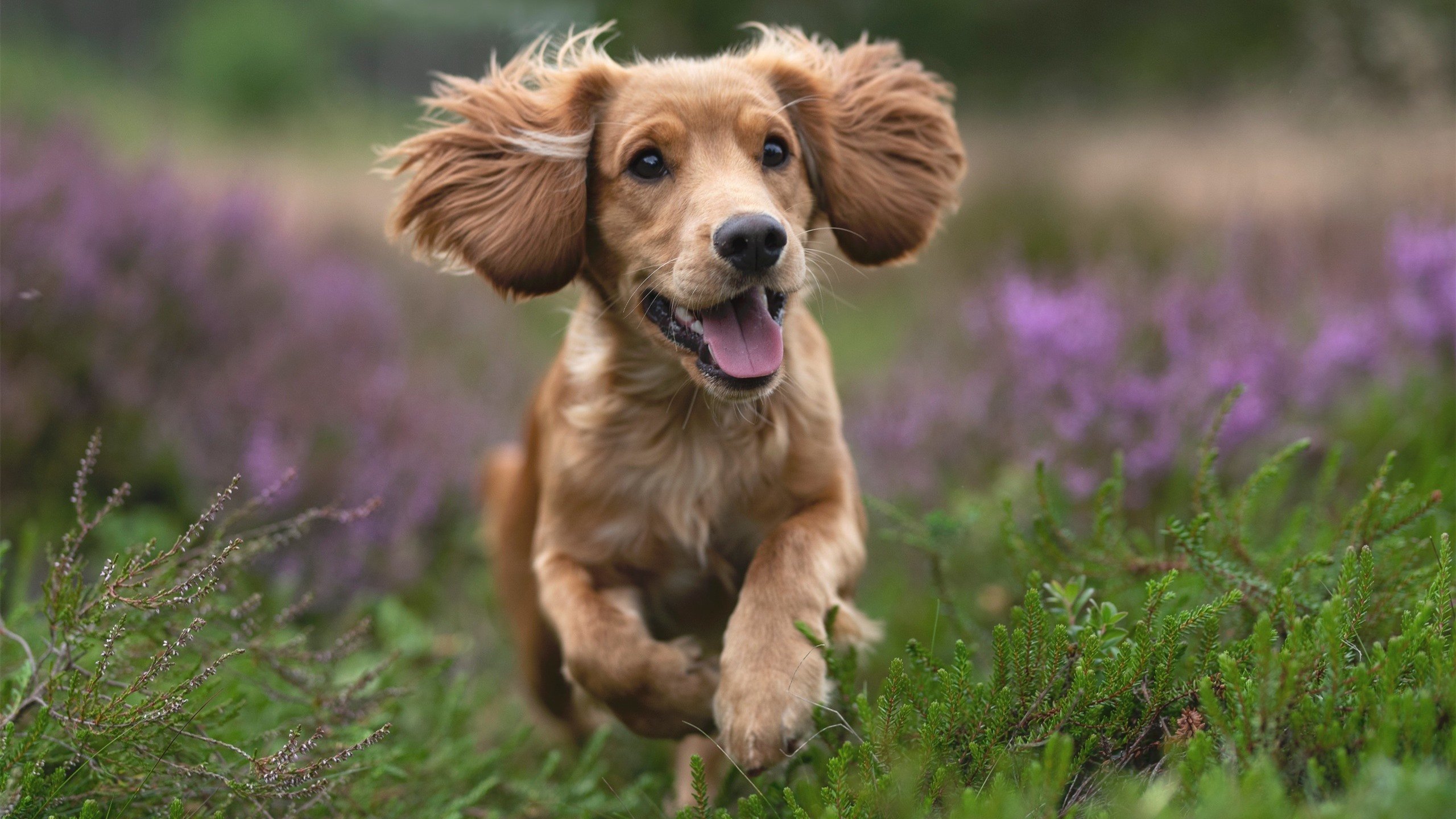 悉尼FC失利连连,晋级希望渺茫,悉尼fc对阵西悉尼流浪者预测