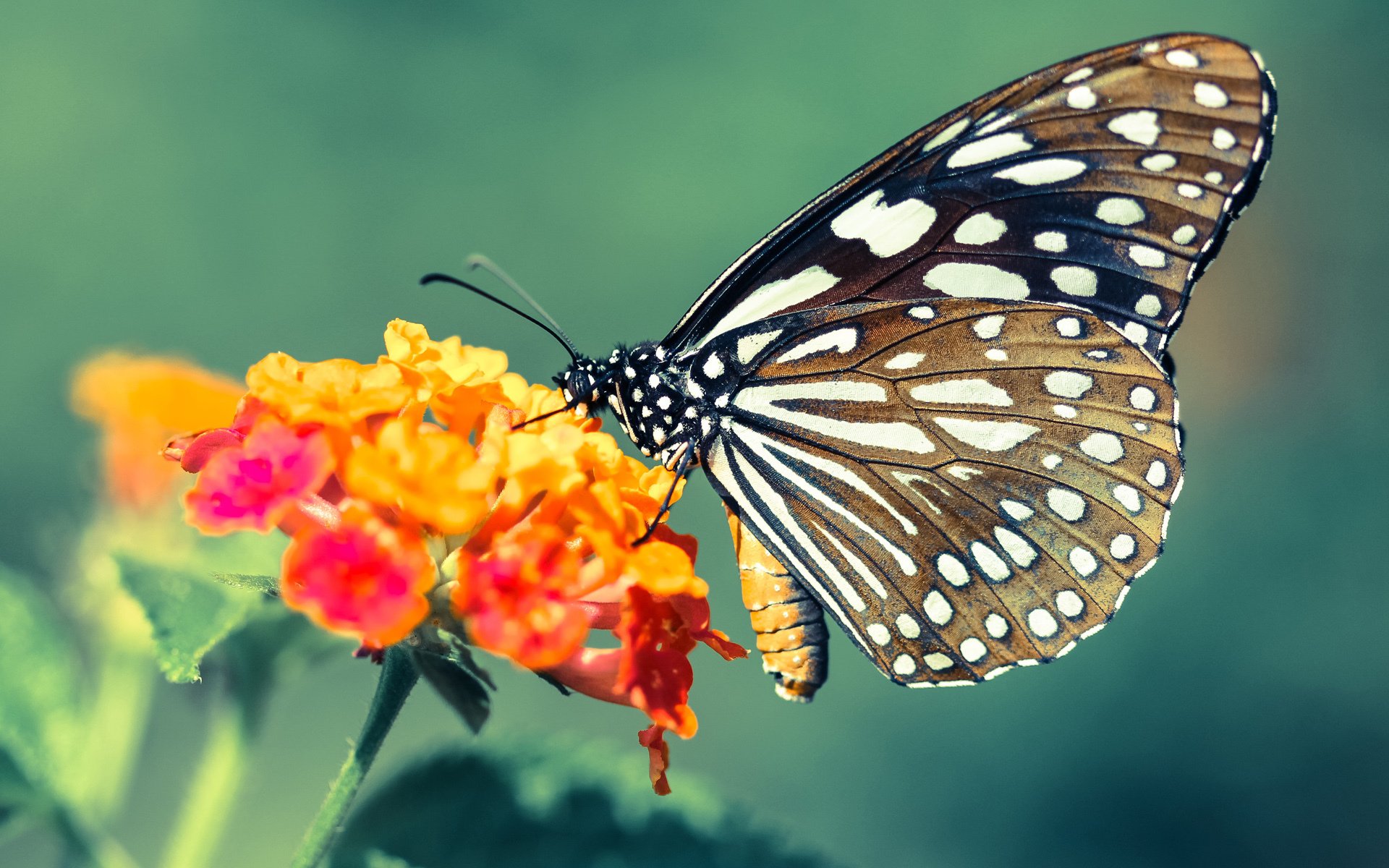 波尔多主场力克圣埃蒂安,结束近期连败,波尔多iae