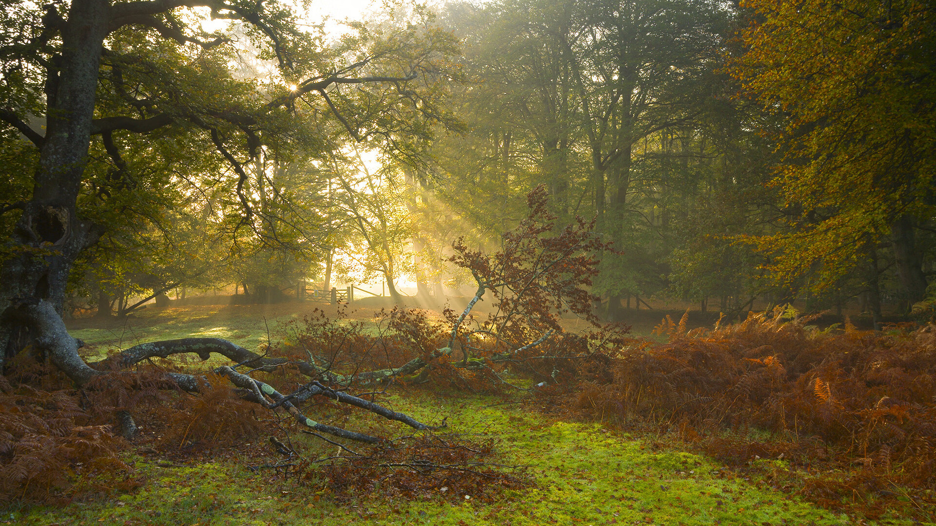 随机率先取得优势，谁将掌握胜利的主动权？，率先和领先