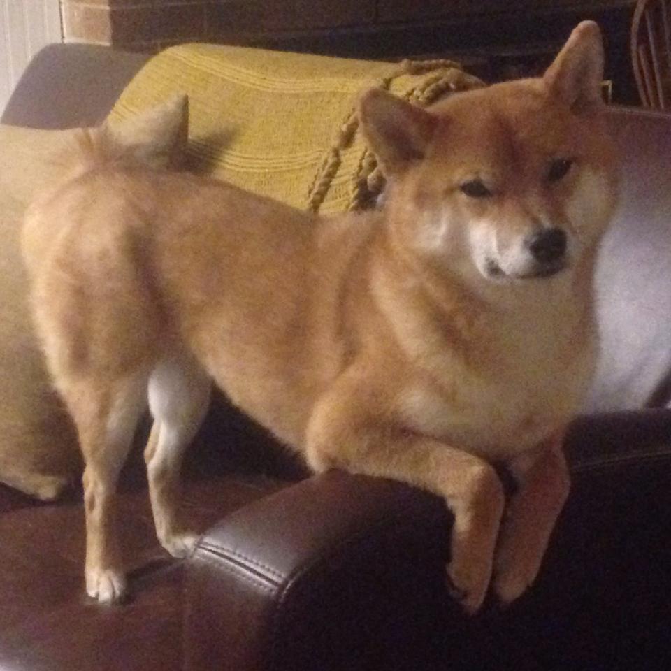 随机申花惨败，贵州三球大胜引领主场战绩，申花3-1胜重庆