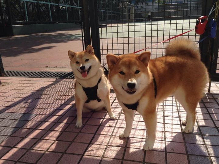 皇家社会主场击败维戈塞尔塔,取得胜利,皇家社会对维戈塞尔塔聚胜顽球汇