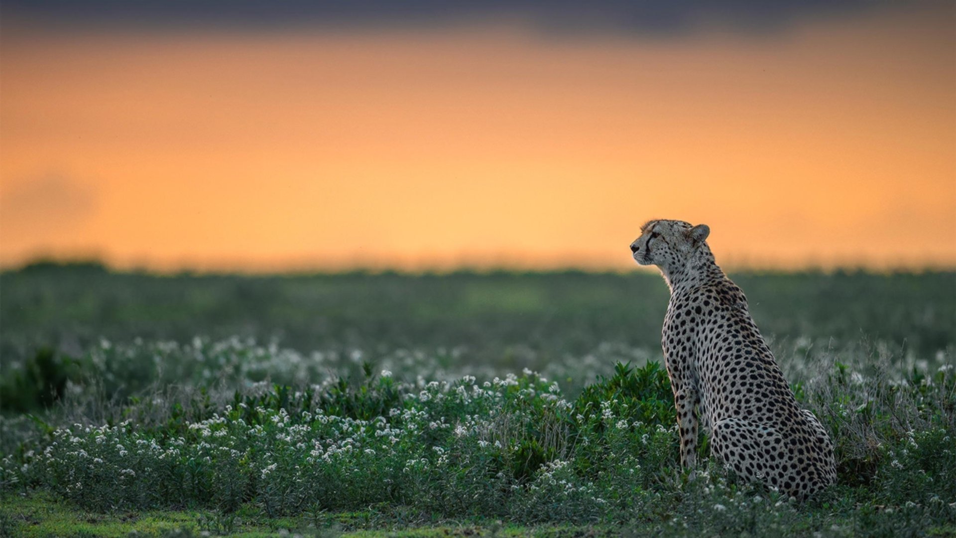 职业篮球联盟市场拓展策略,职业篮球联盟市场拓展策略有哪些