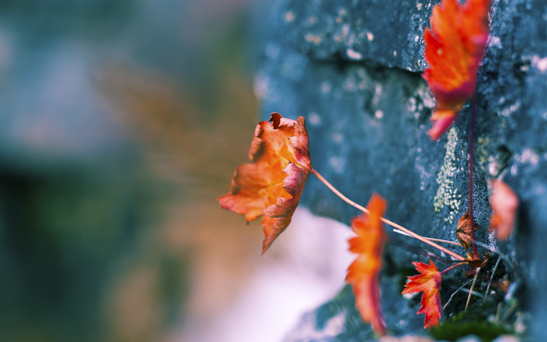 随机葡萄牙弓箭手亮相2024年欧洲室内锦标赛，葡萄牙最佳射手