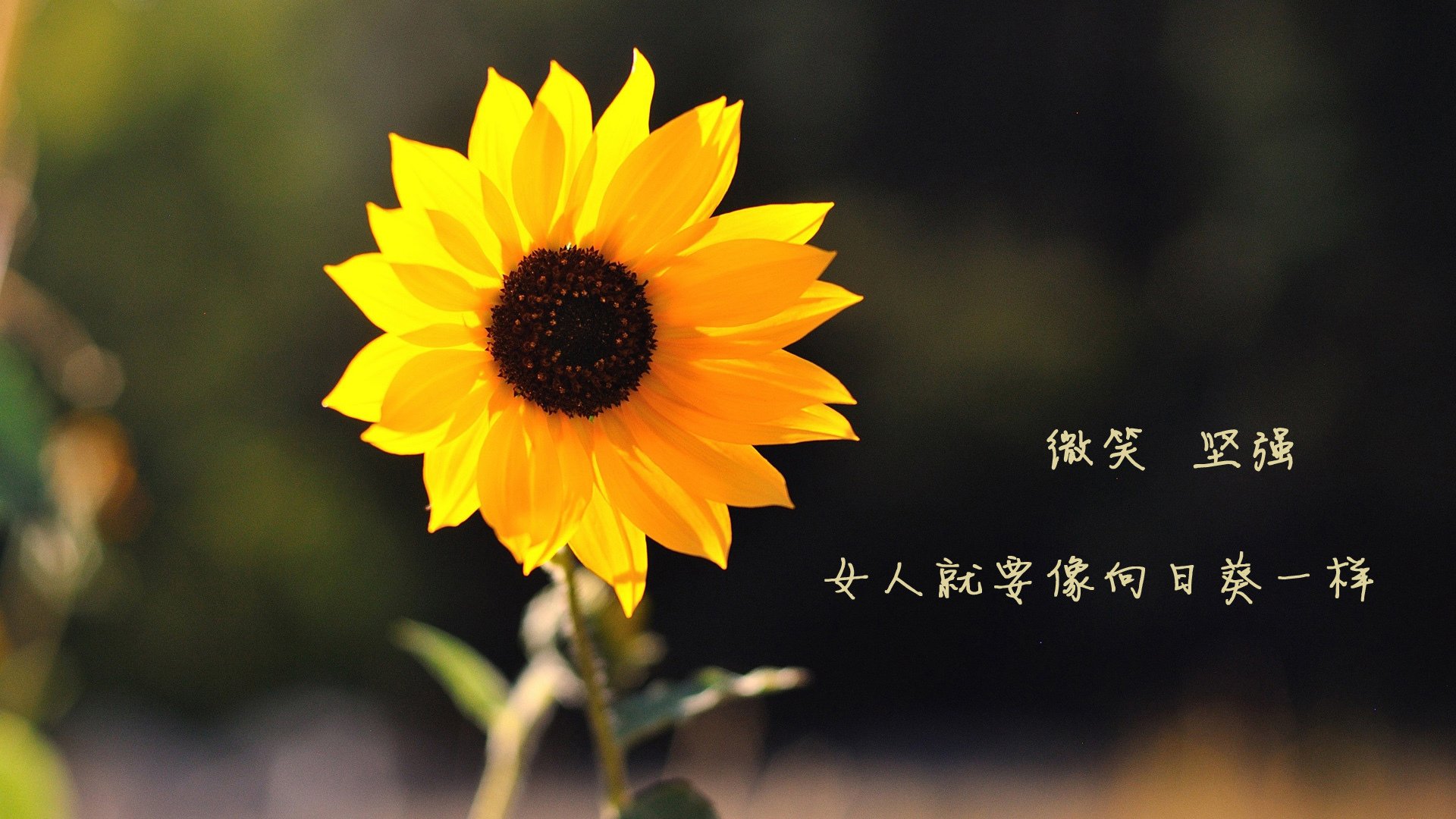 随机萨拉赫在对阵曼联的比赛中上演帽子戏法，萨拉赫对曼联那个进球不越位嘛