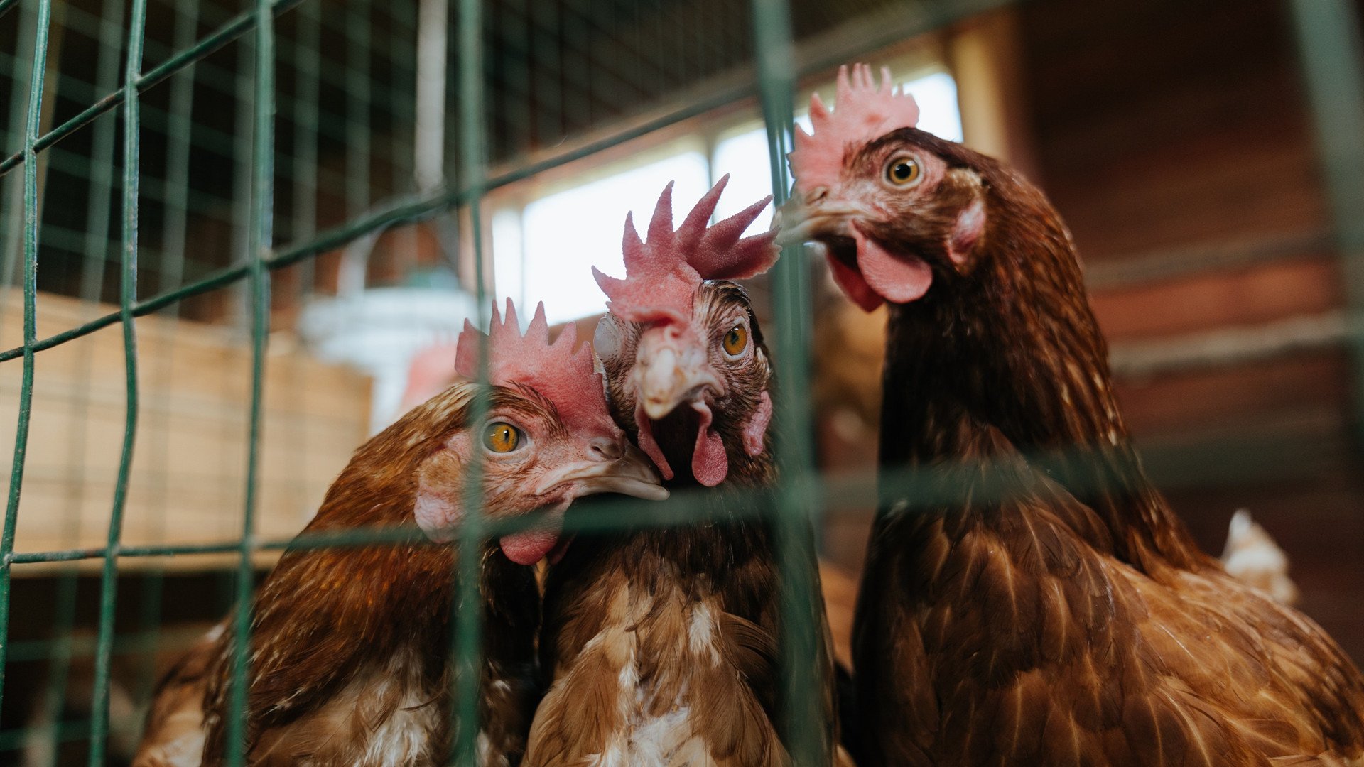 爱游戏app下载-未来之路：澳大利亚队能否在国际乒乓赛事中冲击更多奖牌，澳大利亚乒乓球公开赛