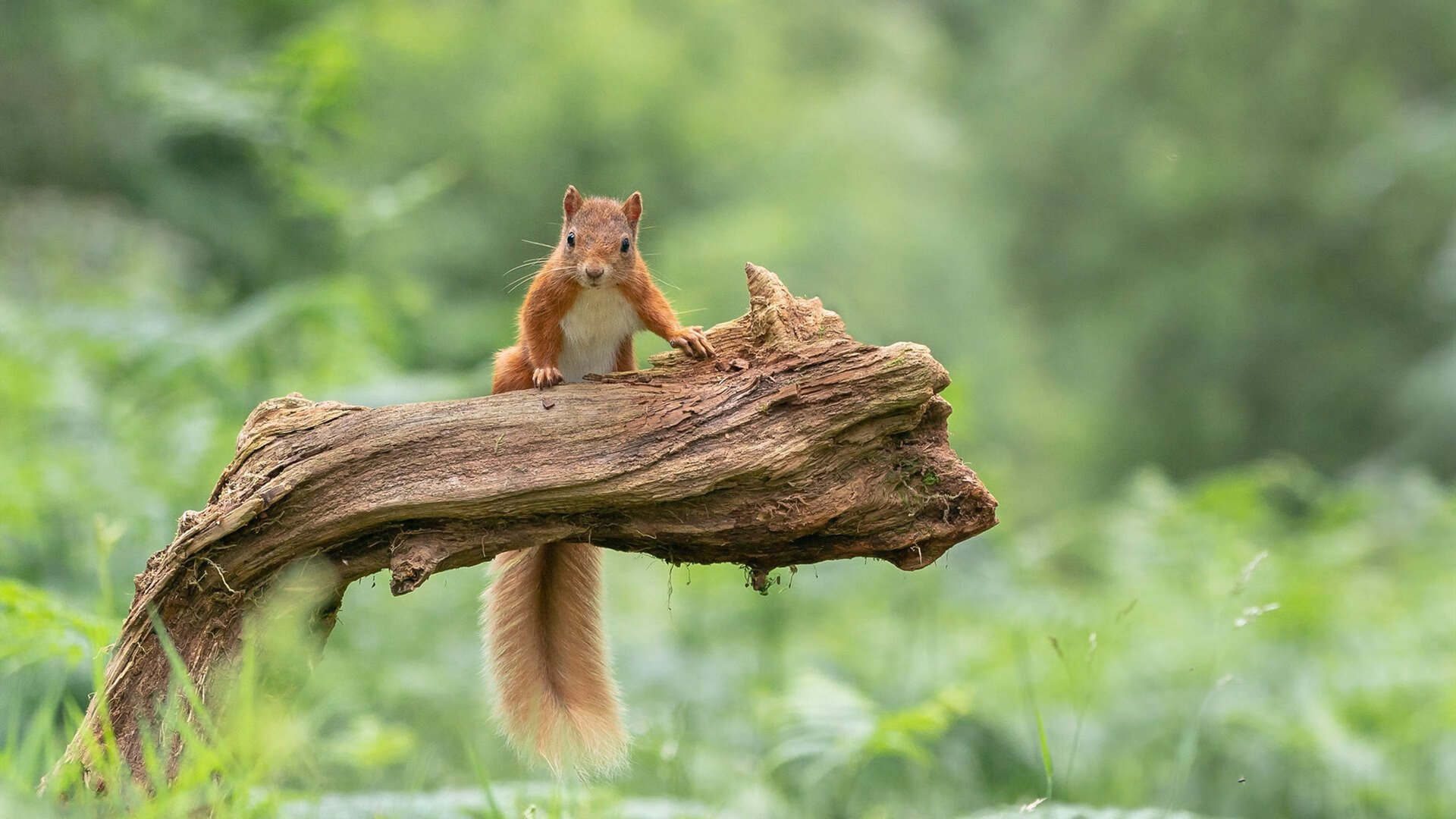 -亚历克斯·格林伍德在防守端的稳定表现，令袋鼠队防线更为坚韧