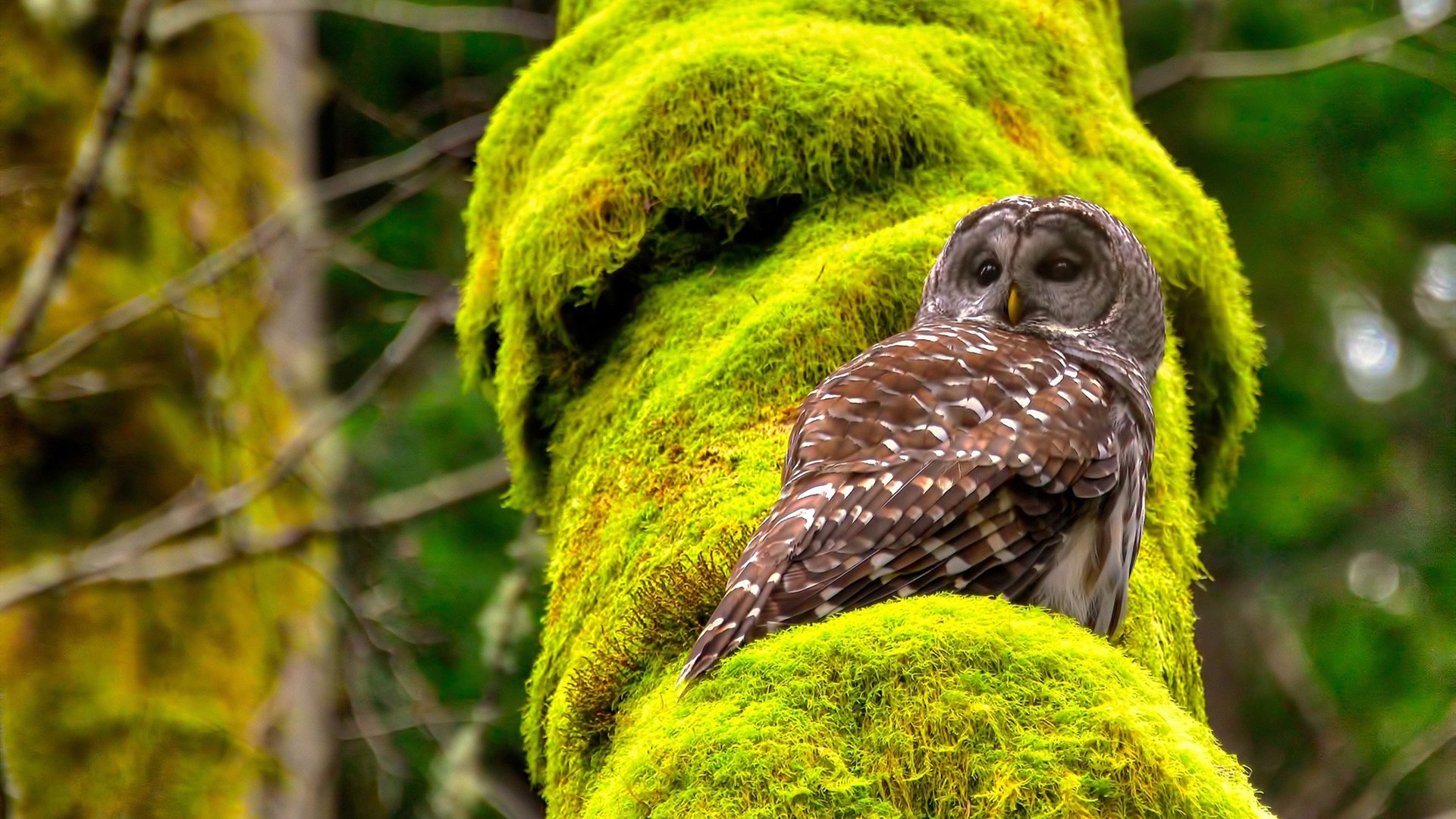 爱游戏体育官方网站-南非男篮在非洲预赛中拼搏不止，迈向奥运