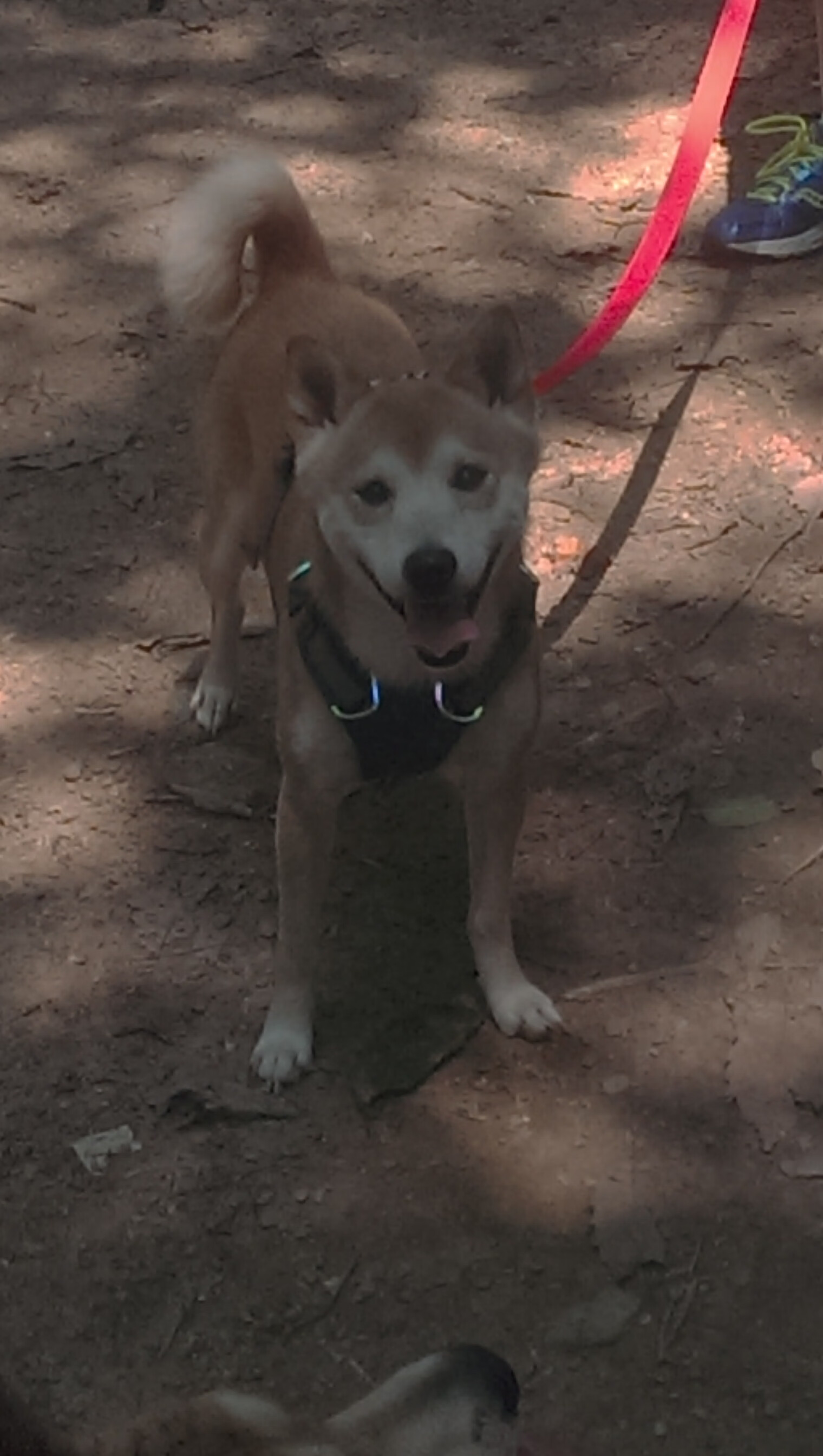 爱游戏-德甲速度与力量：攻防转换，令人心跳加速！，德甲冲刺速度最快球员