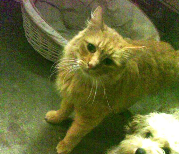 爱游戏 电竞-法甲青训崛起：新星崭露头角！，法甲 球队